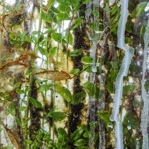 Unwanted_growth_2