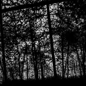Mini_framed_forest