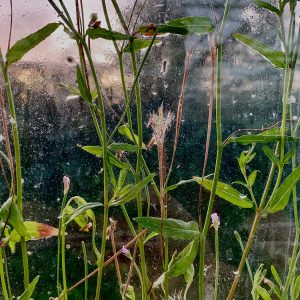 Unwanted_growth